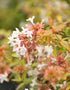 Abelia Kaleidoscope