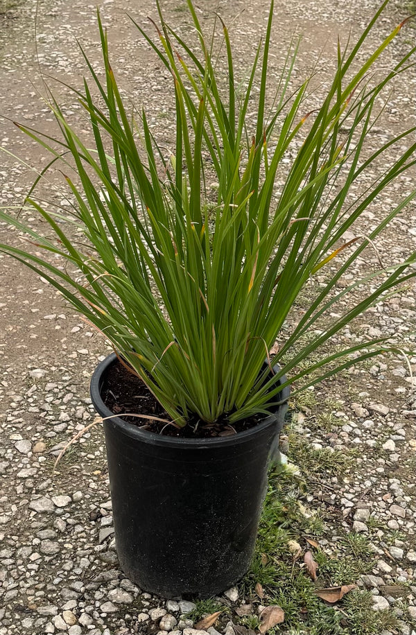 African Iris 'Bicolor'