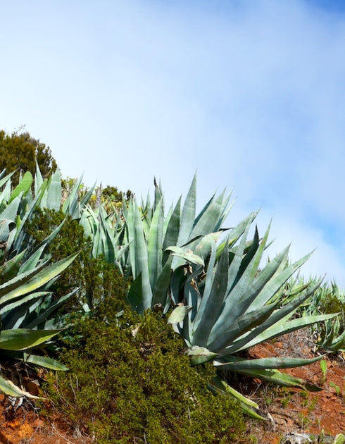 Agave Americana