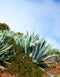 Agave Americana