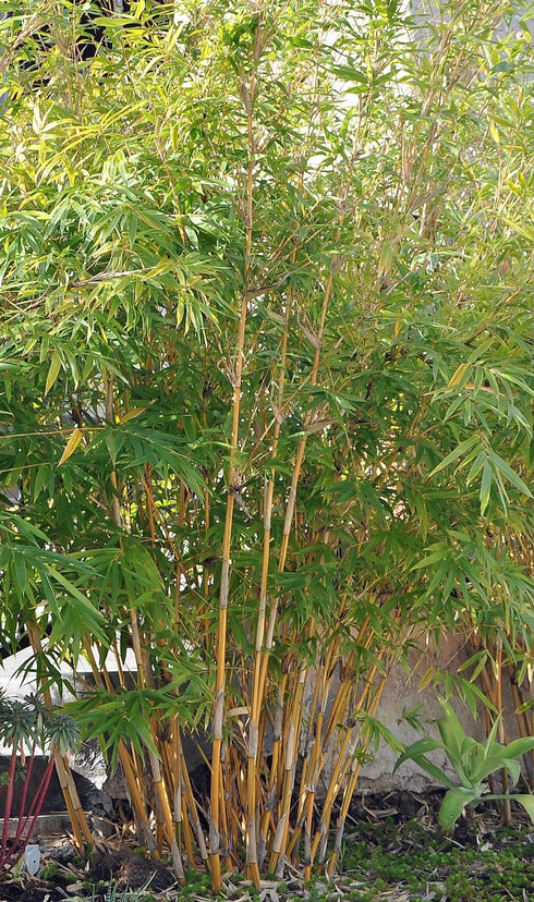 Bamboo Alphonse Karr