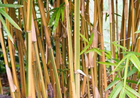 Bamboo Alphonse Karr