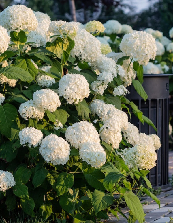 Annabelle Hydrangea