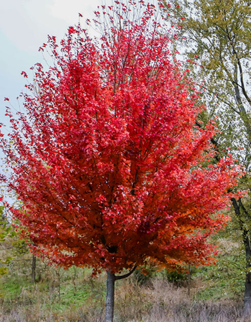 Autumn Blaze Maple