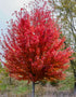 Autumn Blaze Maple