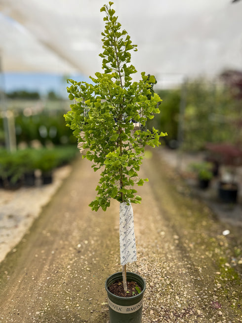 Autumn Gold Ginkgo