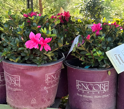 Azalea Encore