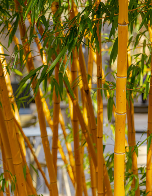 Bamboo Golden
