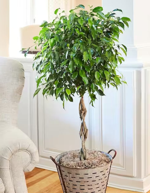 Benjamina Ficus