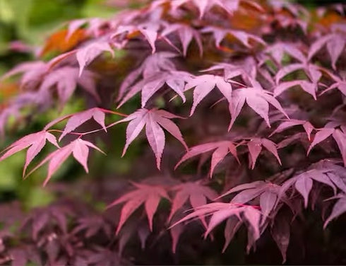 Japanese Maple Bloodgood