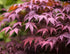 Japanese Maple Bloodgood