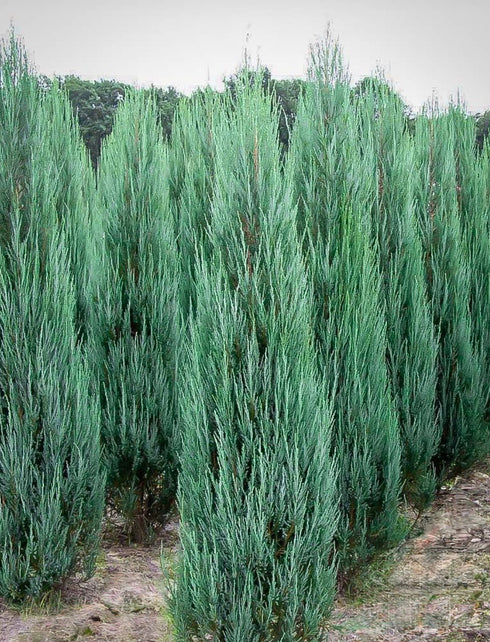 Blue Arrow Juniper