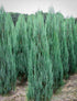 Blue Arrow Juniper