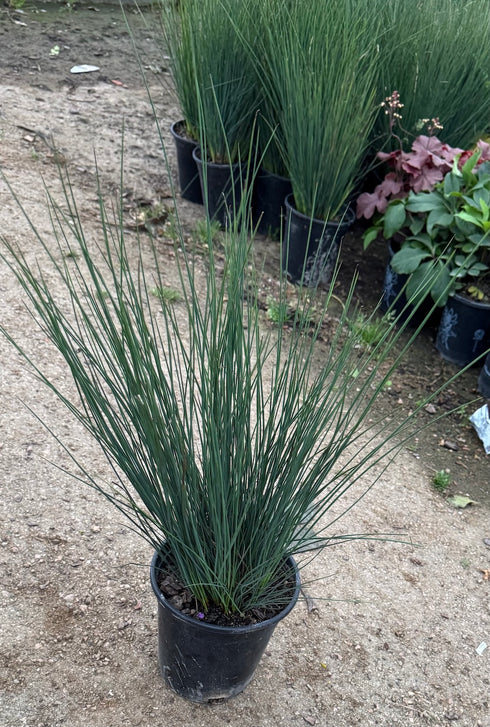 Blue Juncus