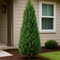 Blue Point Juniper