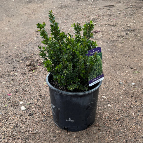 Boxwood Baby Gem