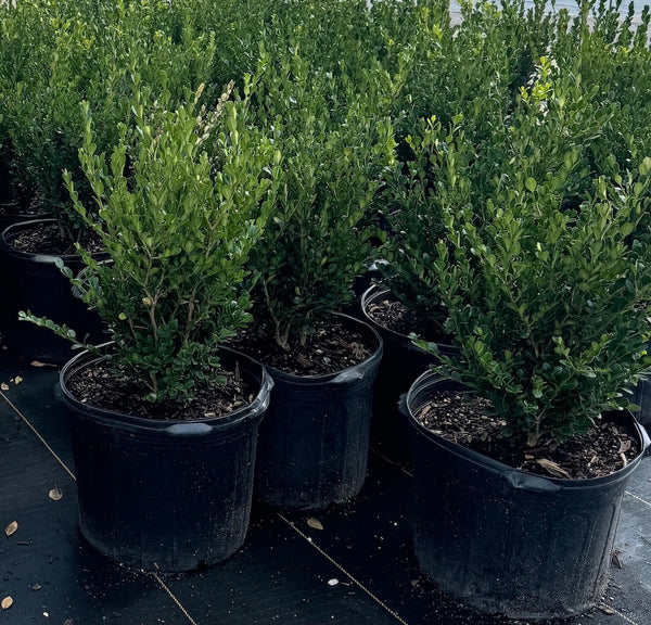 Boxwood Wintergreen