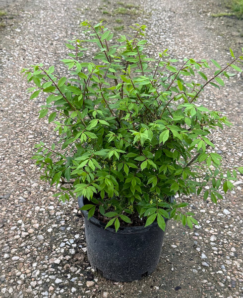 Burning Bush Euonymus