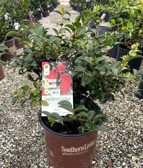Camellia Sasankwa