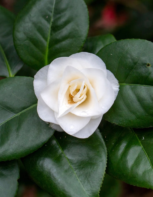 Camellia Japonica