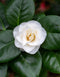 Camellia Japonica
