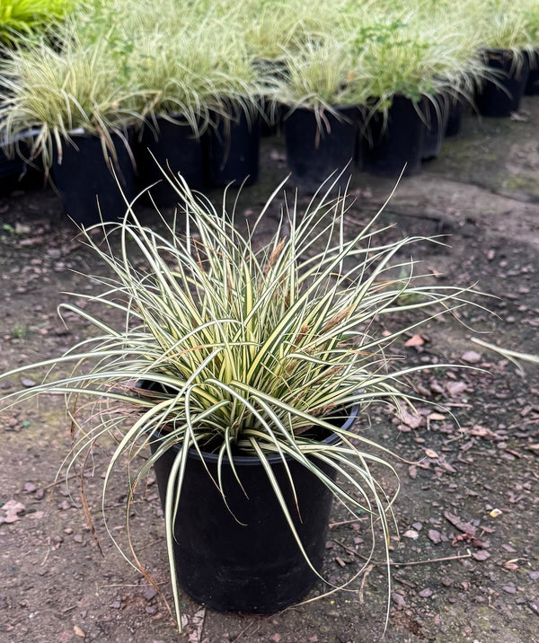 Carex 'Evergold' - 1 gallon