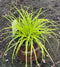 Carex 'Everillo' - 1 gallon