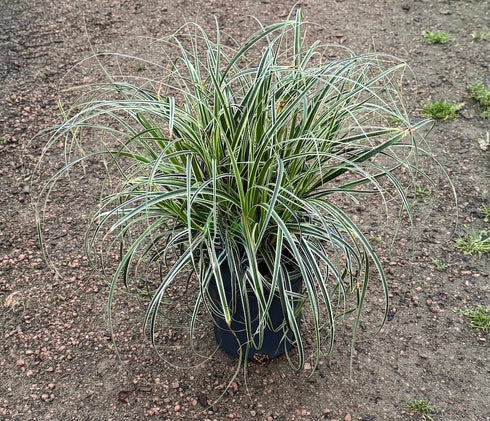 Carex 'Feather Falls' - 1 gallon