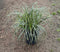 Carex 'Feather Falls' - 1 gallon