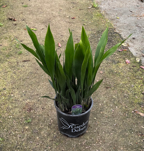 Cast Iron Plant 'Tiny Tank'
