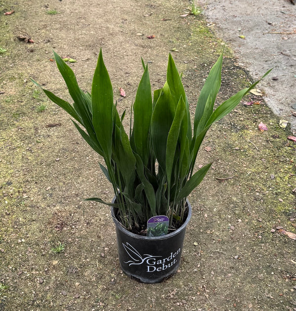 Cast Iron Plant 'Tiny Tank'