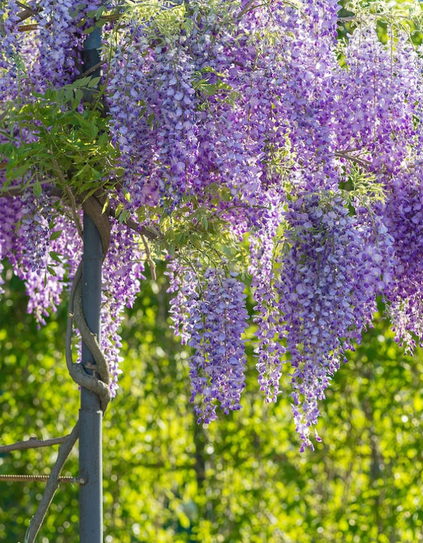 Chinese Wisteria Vine