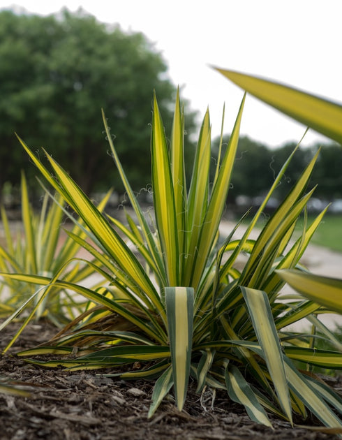 Color Guard Yucca
