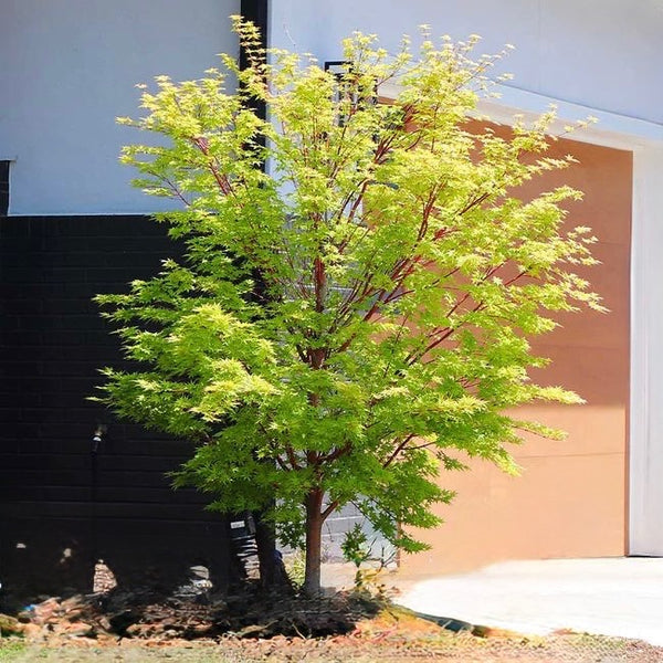 Japanese Maple Coralbark