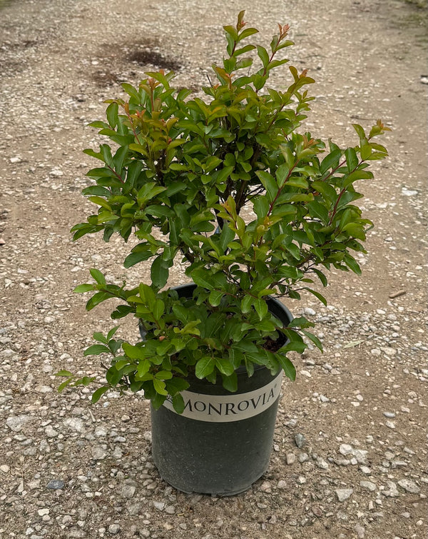 Crape Myrtle 'Petite'