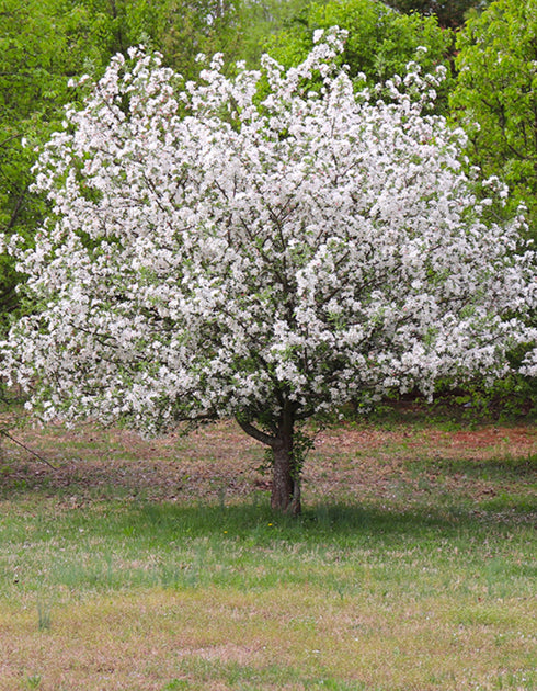 Dogwood White