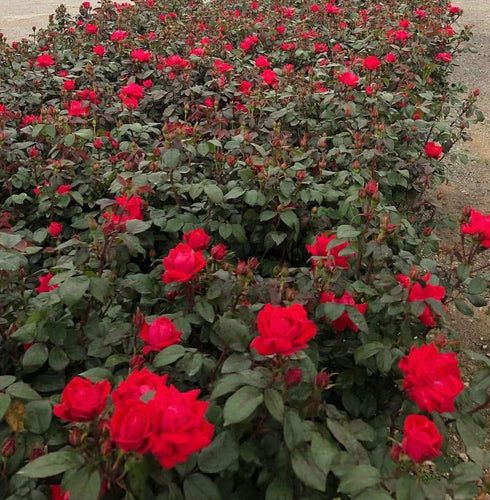 Double Knock Out Rose Bush