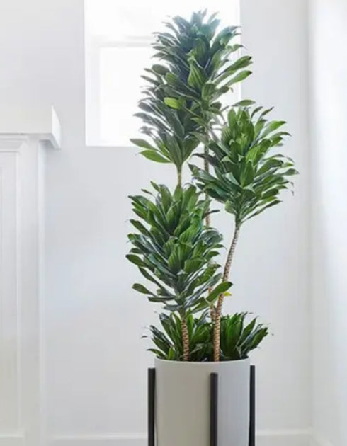 Dracaena Janet Craig Compacta