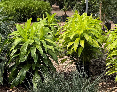 Dracaena Lemon Lime