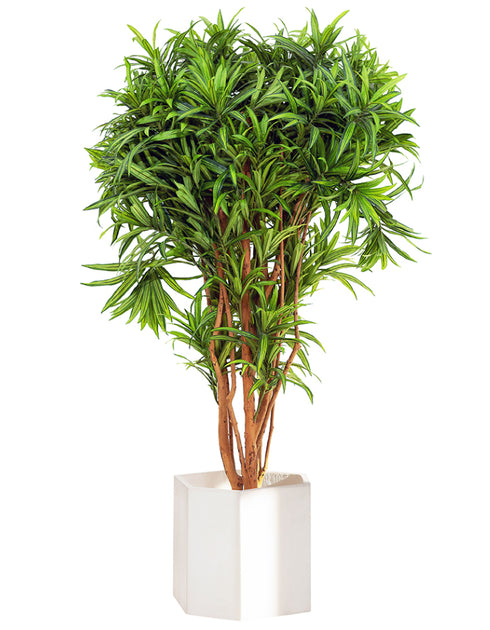 Dracaena Lemon Lime