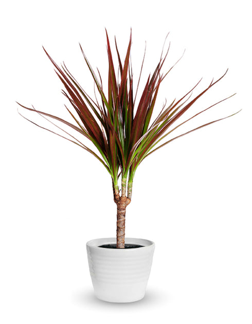 Dracaena Marginata Colorama
