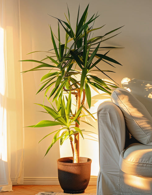 Dracaena Marginata