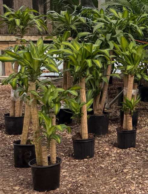 Dracaena Mass Cane 'Corn Plant'
