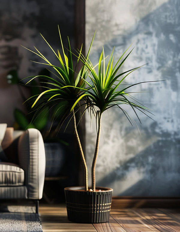 Dracaena Tarzan