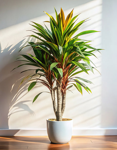 Dragon Tree 'Braided Weave'