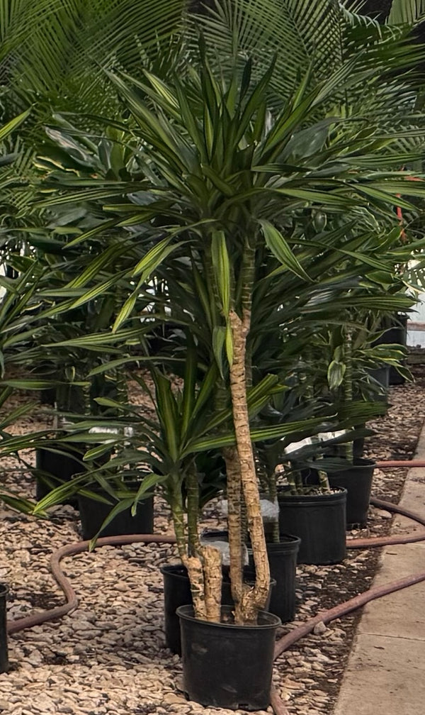 Dracaena Warneckii