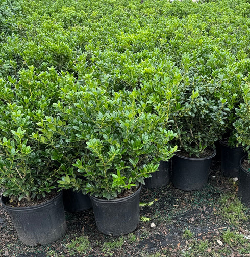 Dwarf Burford Holly