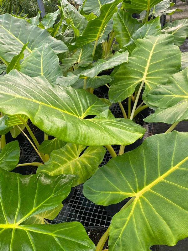 Elephant Ear