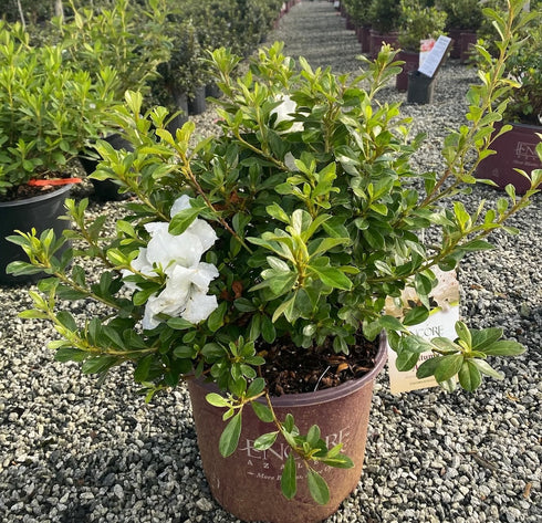Azalea Encore