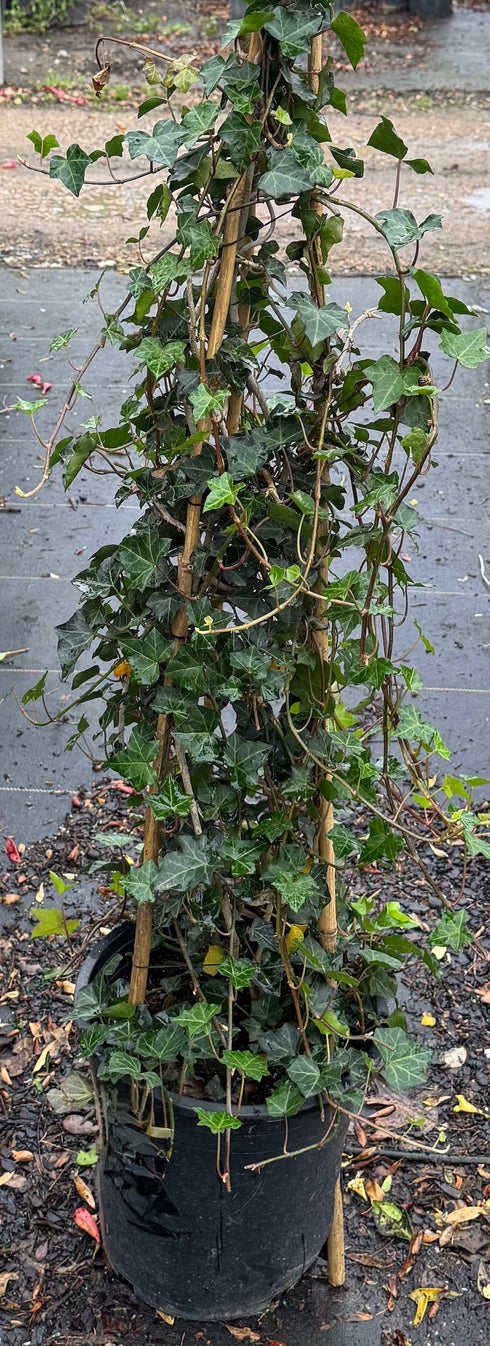 English Ivy Vine